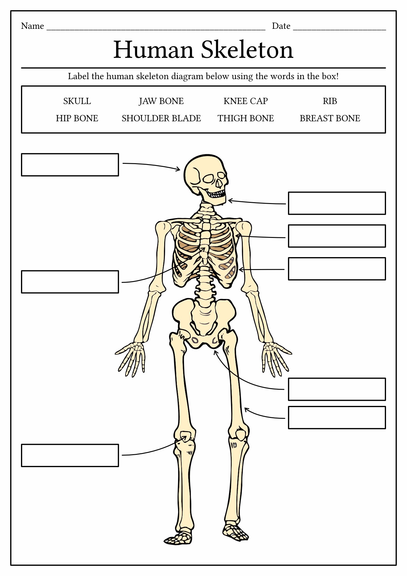 11 Human Skull Labeling Worksheet Free PDF At Worksheeto