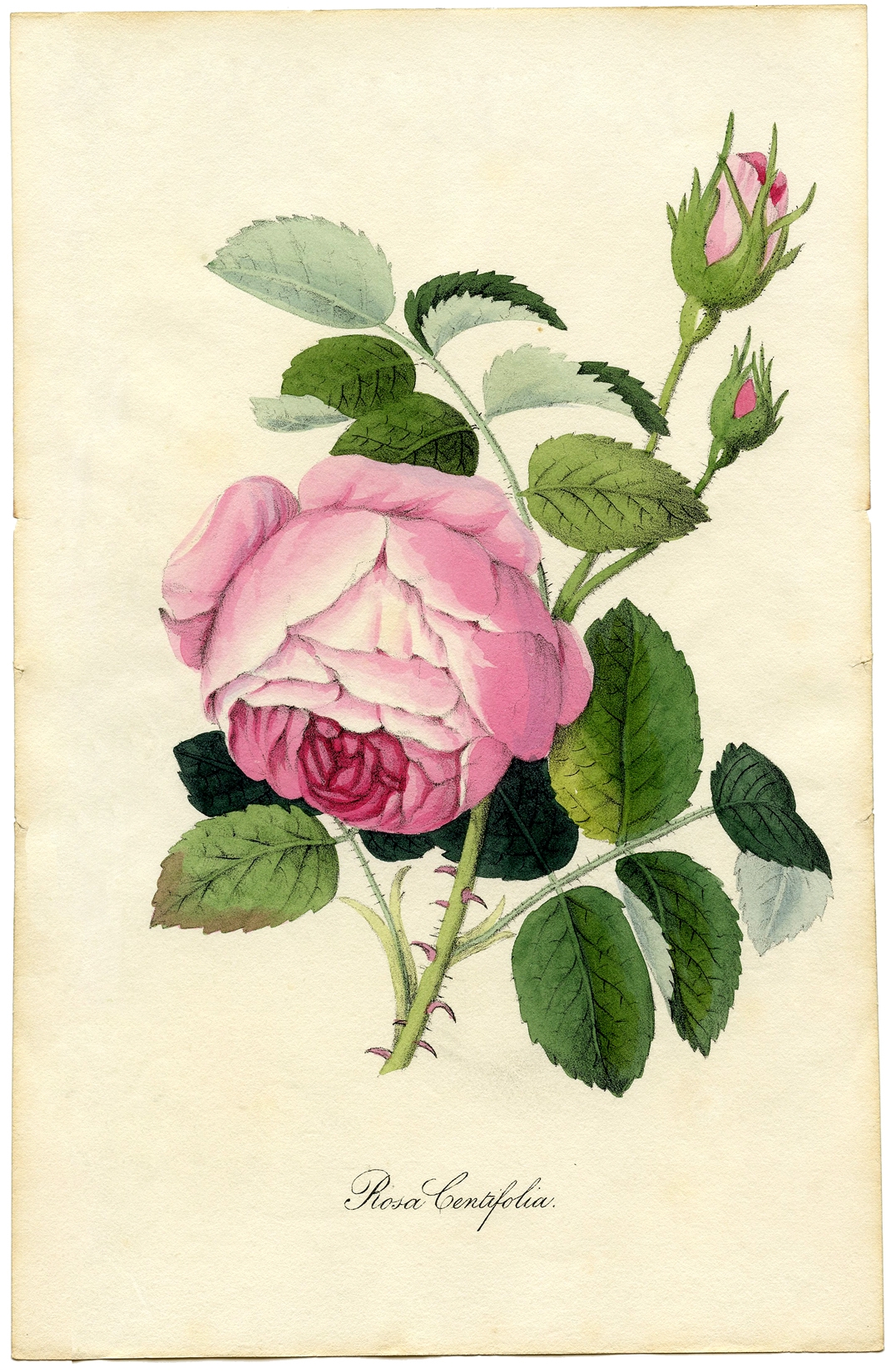 16 Free Vintage Roses Images Gorgeous The Graphics Fairy