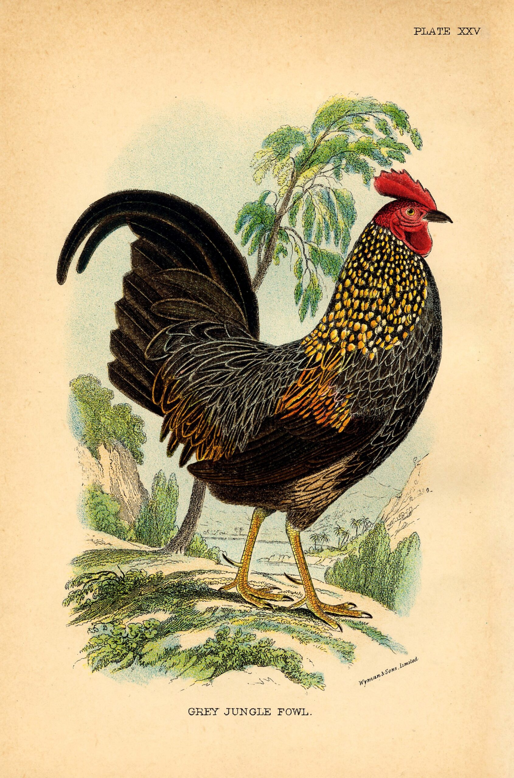18 Rooster Images The Graphics Fairy