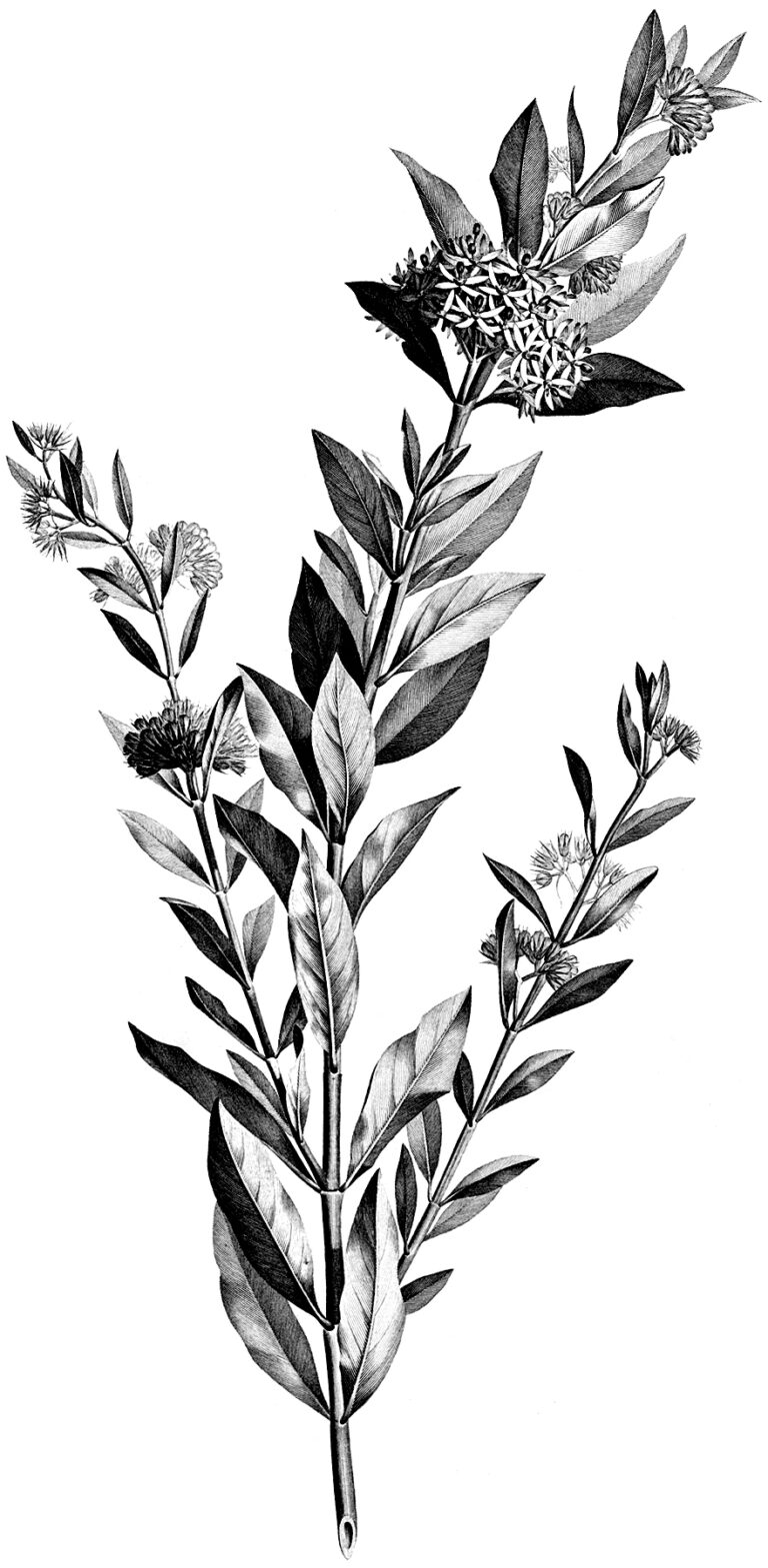 4 Black And White Botanical Stems Images The Graphics Fairy