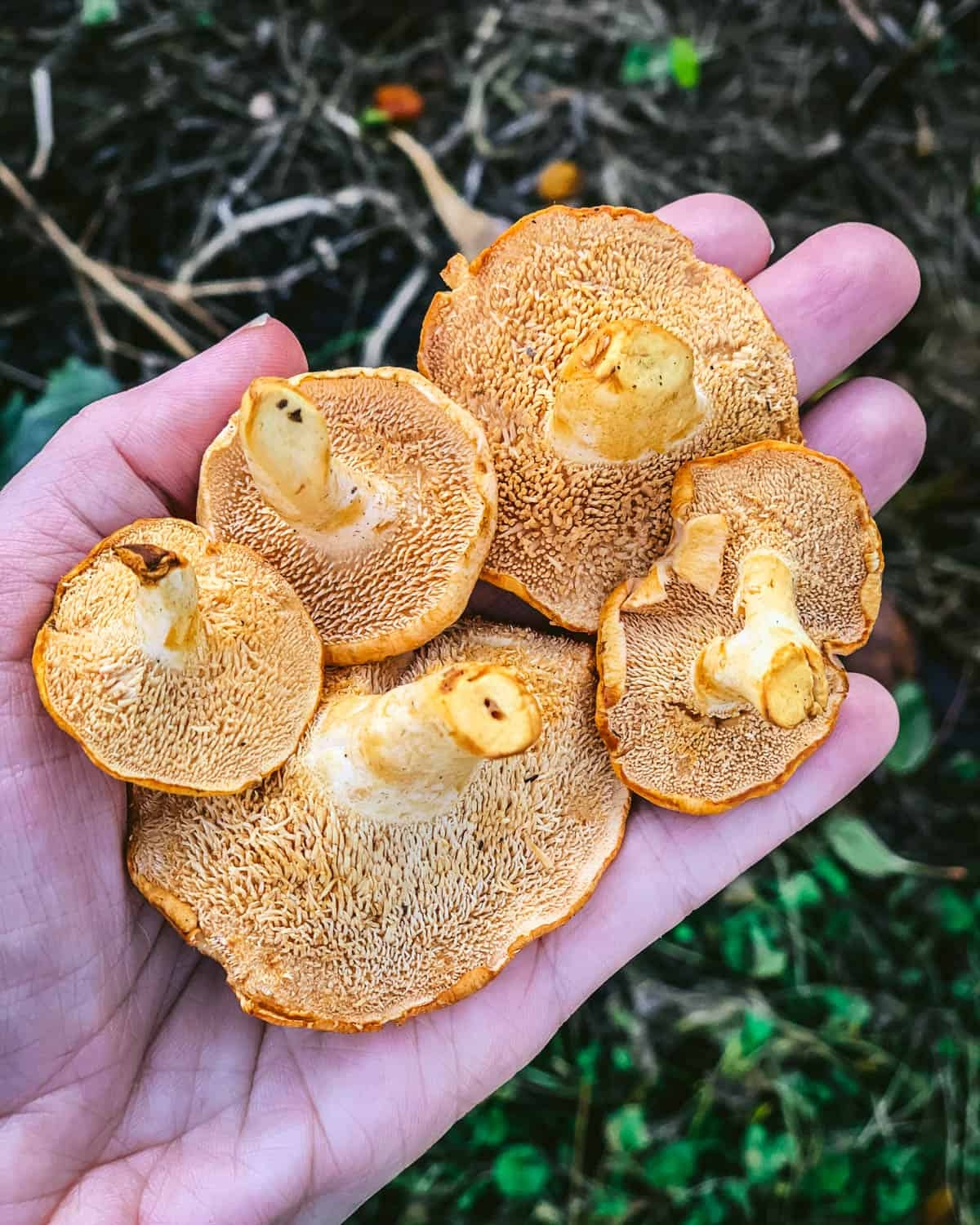 printable edible mushrooms in michigan