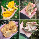 8 Easy To Identify Edible Mushrooms
