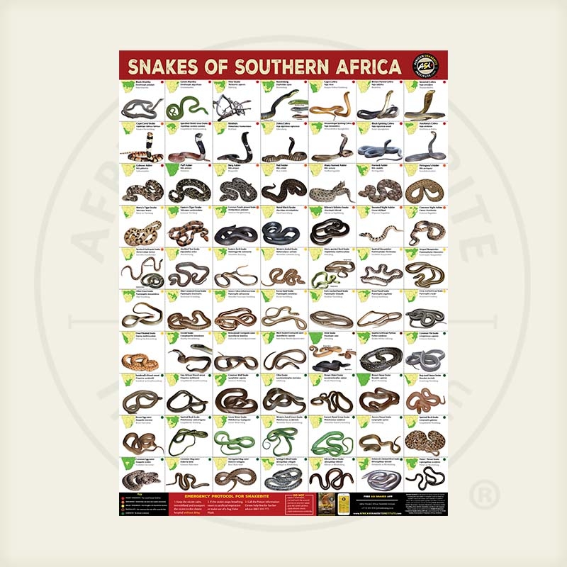 A1 Snakes Of Southern Africa Poster African Snakebite Institute