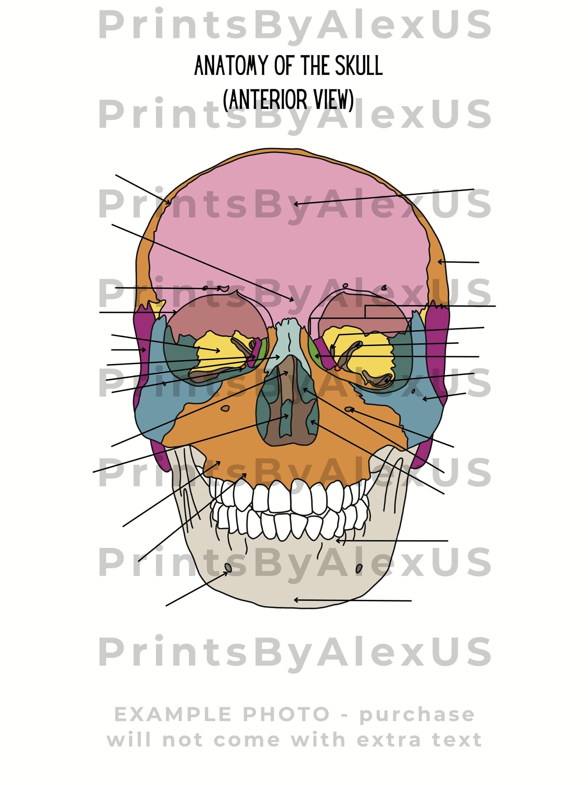 printable diagram of human skull