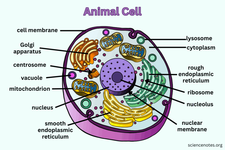 Animal Cell Diagram Organelles And Characteristics