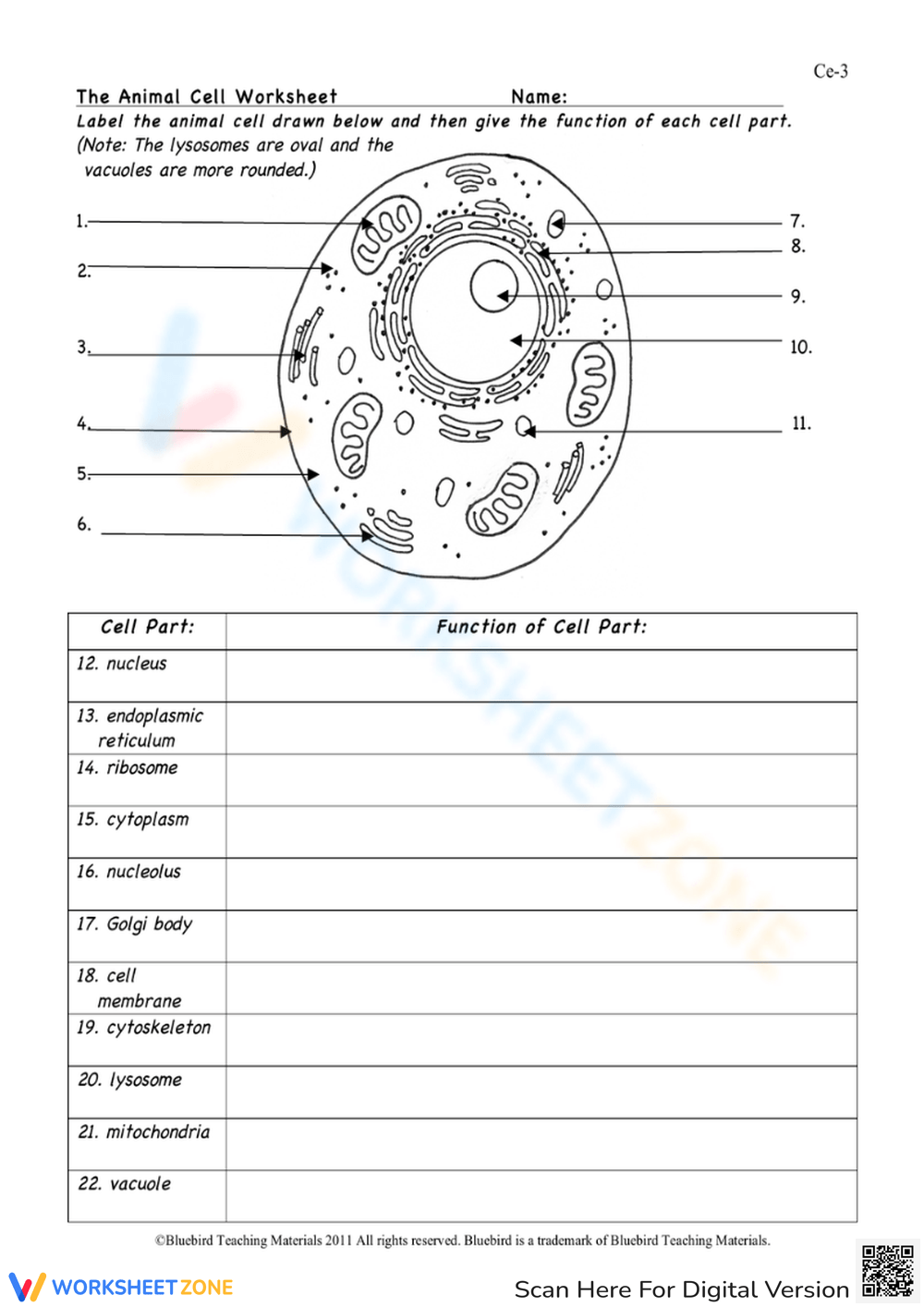 Animal Cell Worksheets U0026 Printable