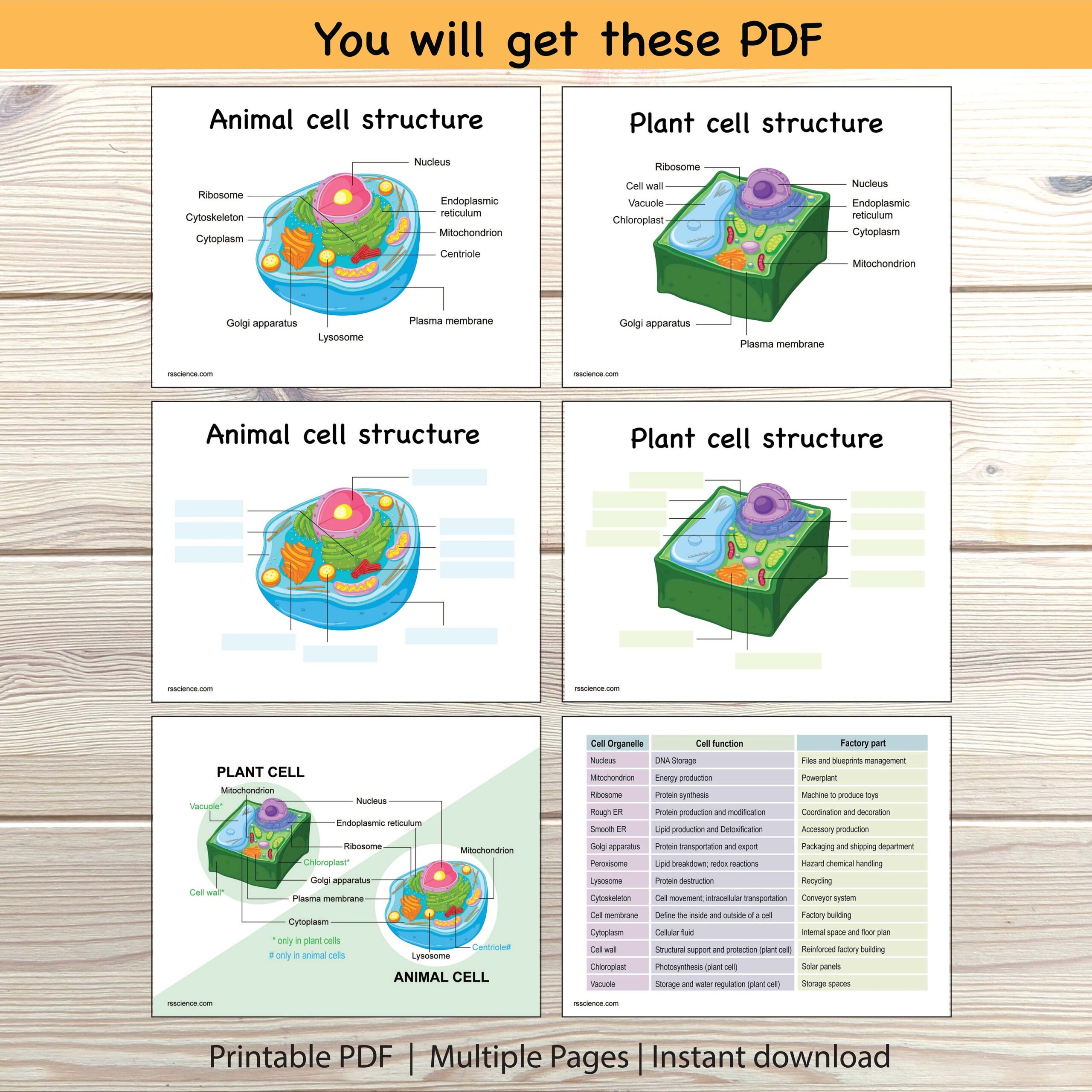 Animal Plant Cell Structure Labeling Sheet Comparison Diagram Cell Organelle Science Biology Function Elementary Printable Homeschool STEM Etsy