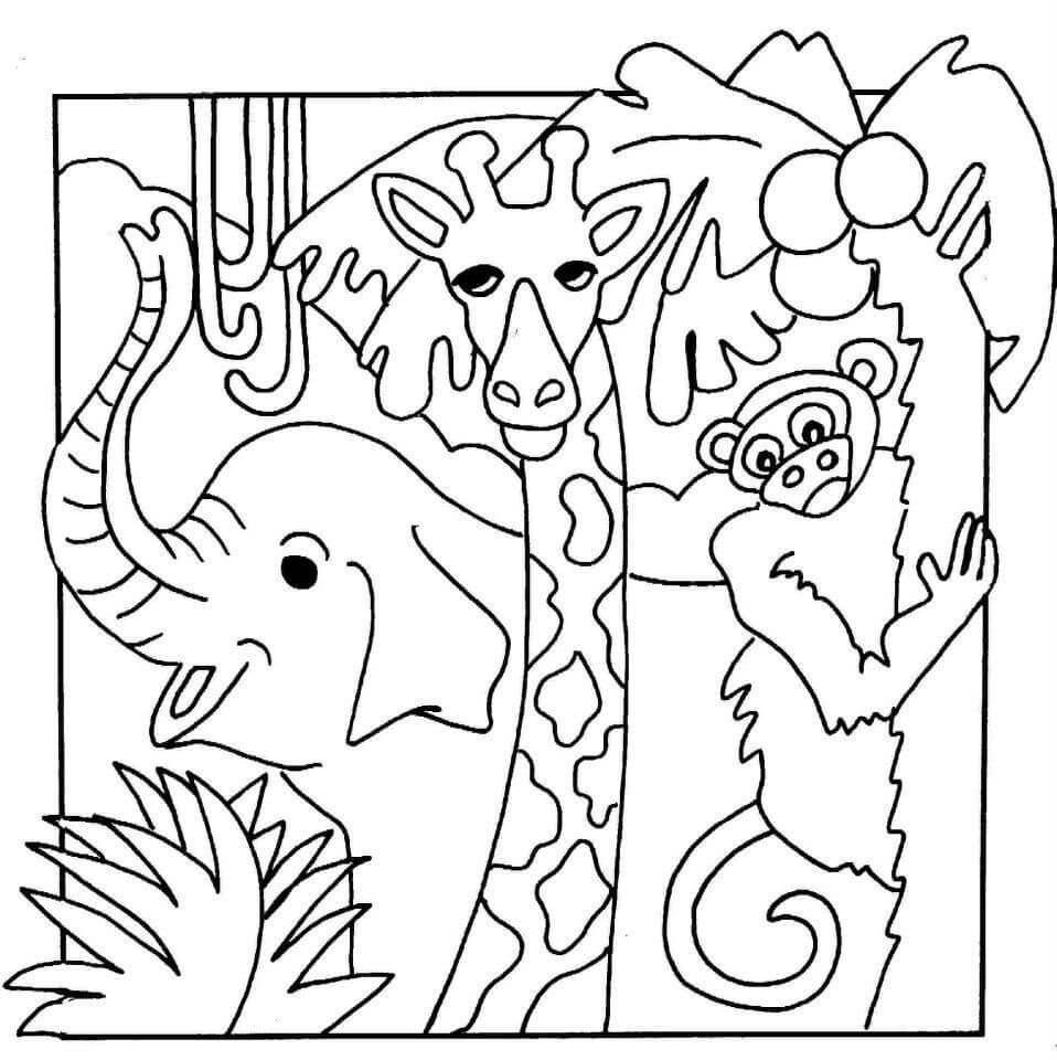 Animals In Jungle