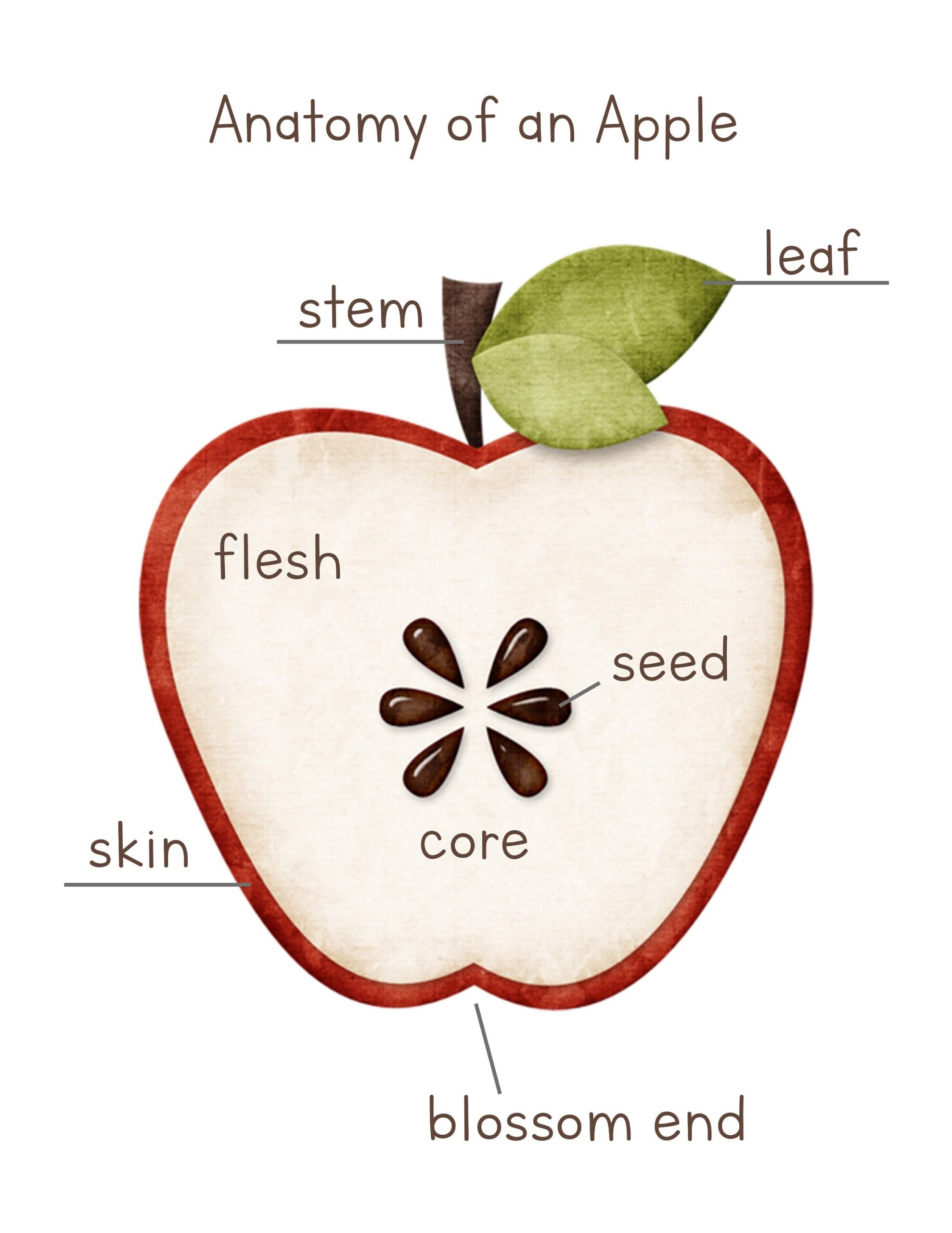 Apple Anatomy Parts Of An Apple Poster Digital Print INSTANT DOWNLOAD Etsy