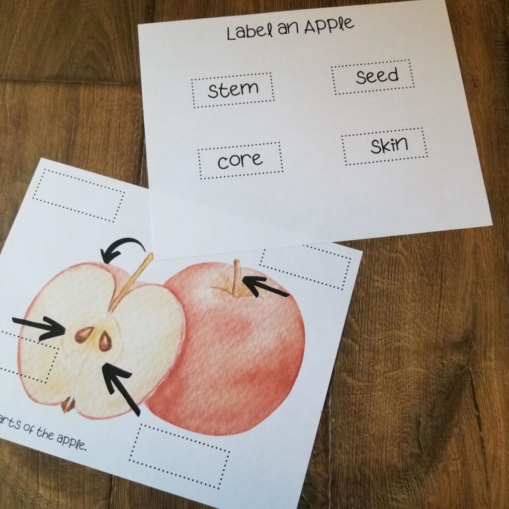 parts of an apple printable