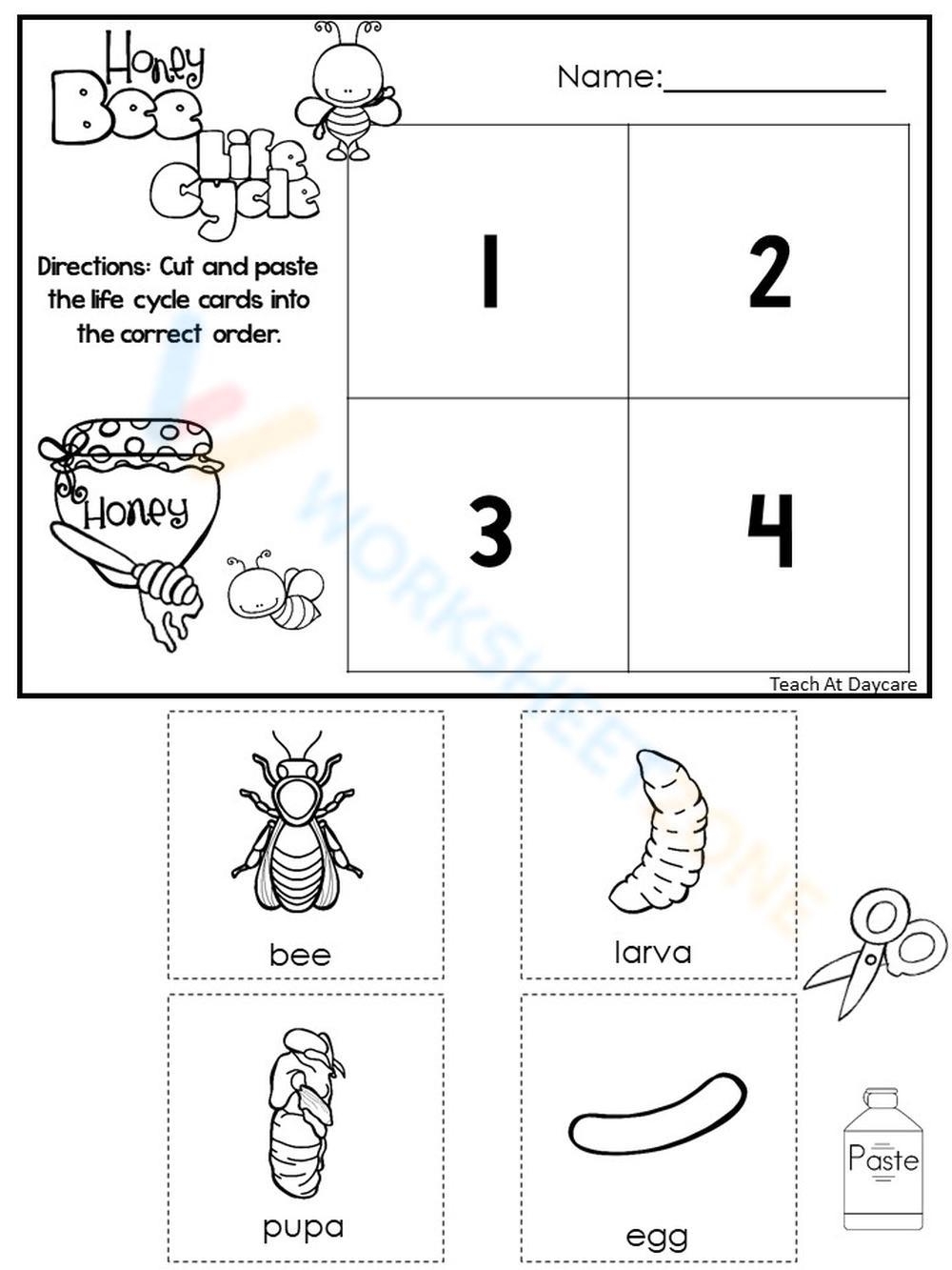 Bee Life Cycle Worksheets U0026 Printable