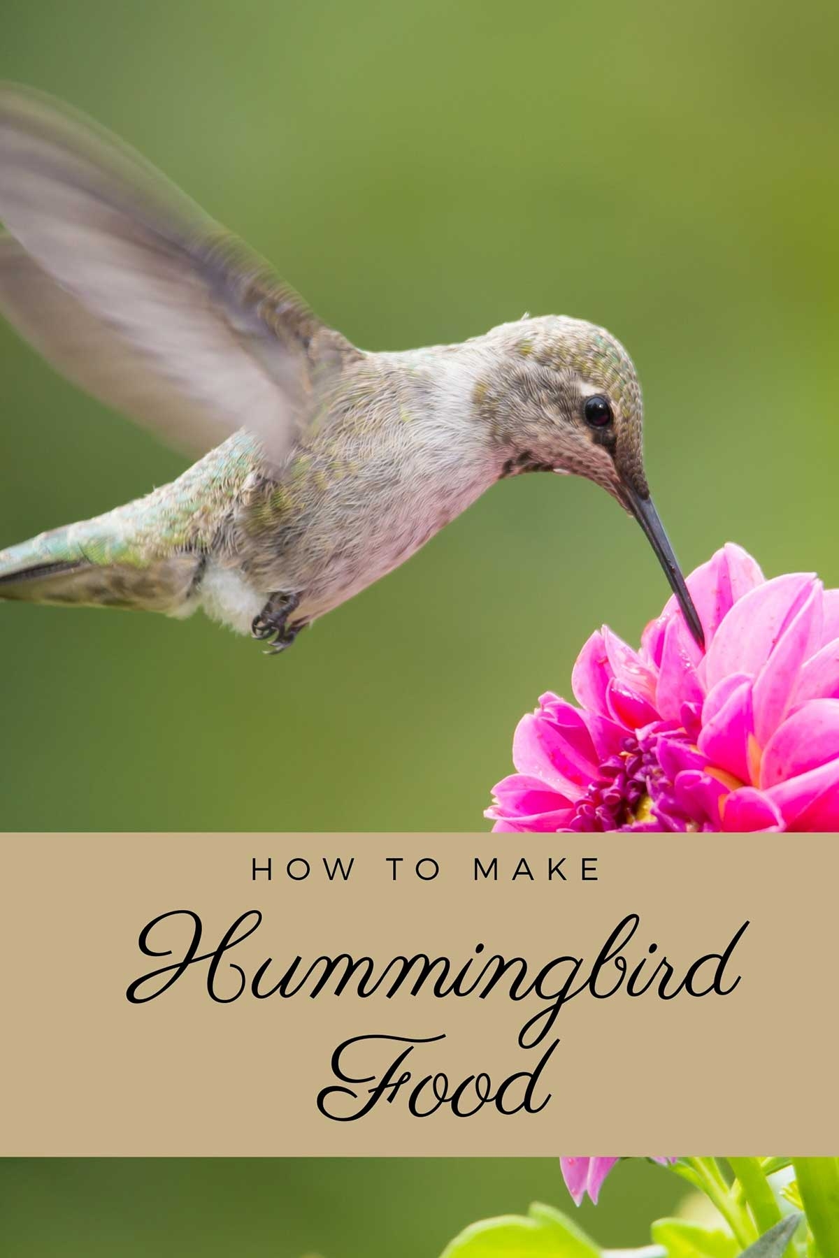 Best Homemade Hummingbird Nectar A Step By Step Guide