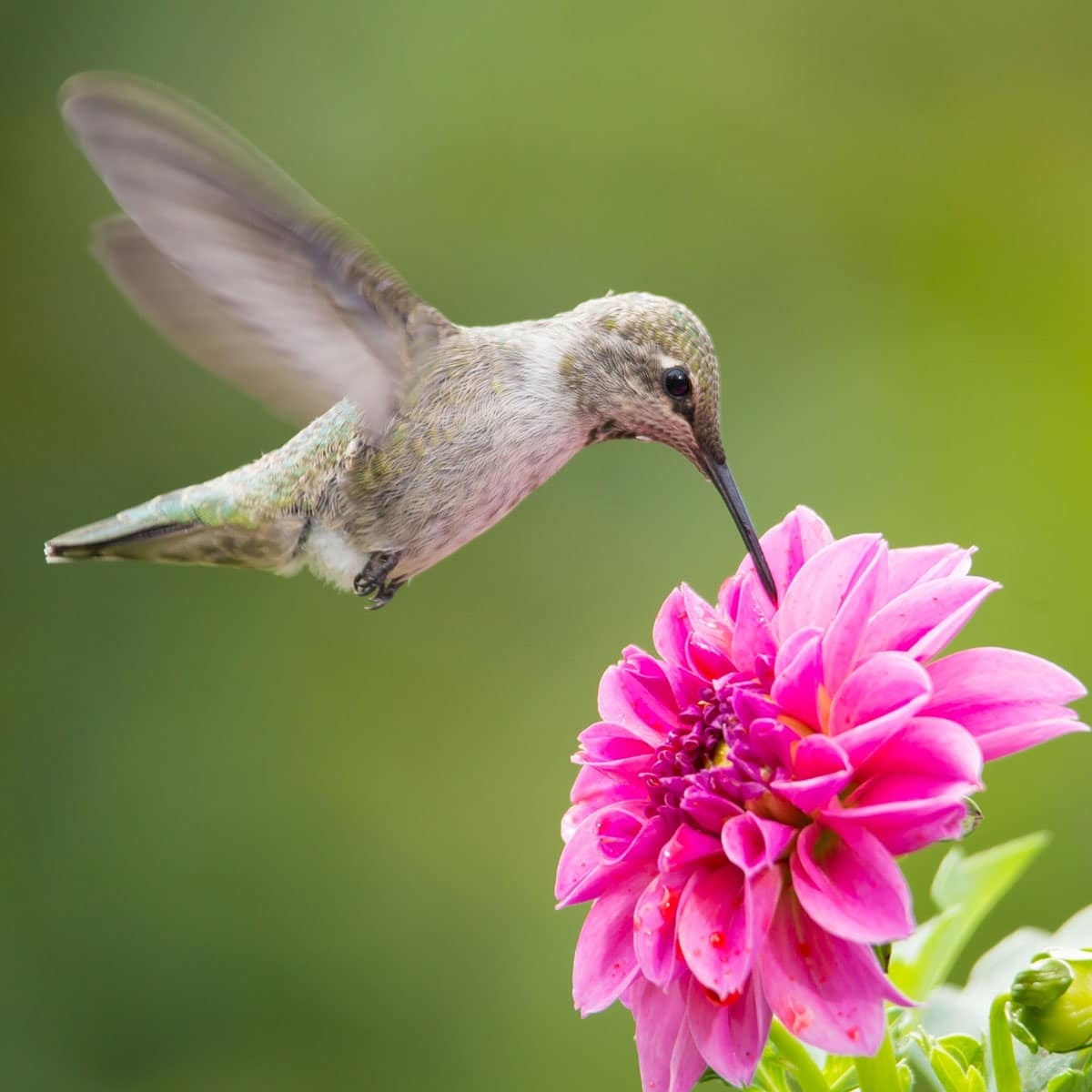 printable hummingbird nectar recipe