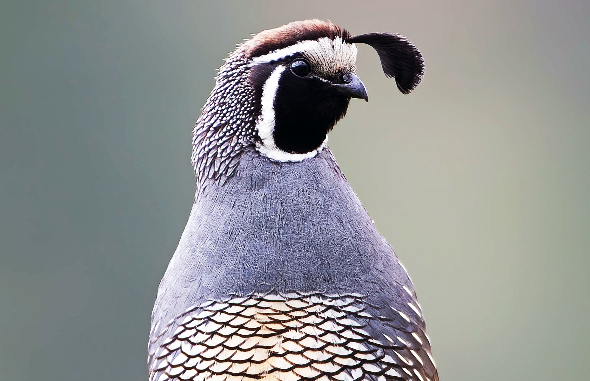 Bird California Valley Quail California State Capitol Museum Bird California Valley Quail California State Capitol Museum