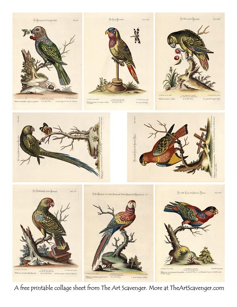 Birds Free Printable Collage U0026 Ephemera Sheets The Art Scavenger Birds Free Printable Collage U0026 Ephemera Sheets The Art Scavenger