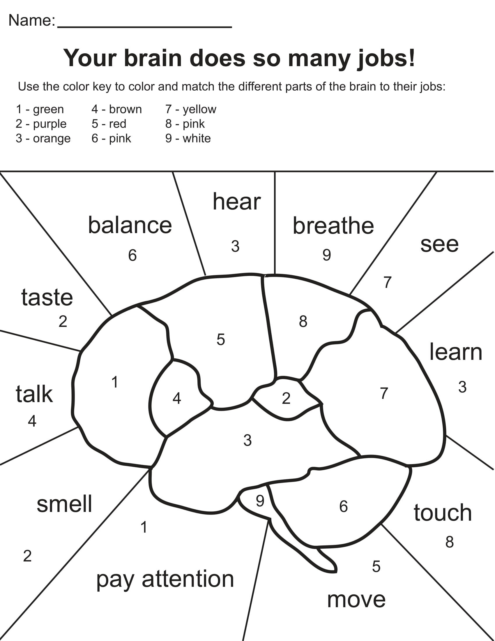 Brain Coloring Page Free Printable Coloring Pages Worksheets Library