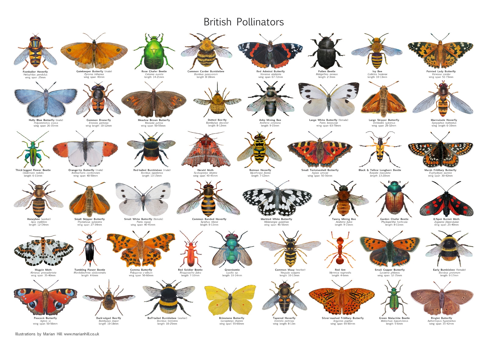 British Pollinators Print Options Available 