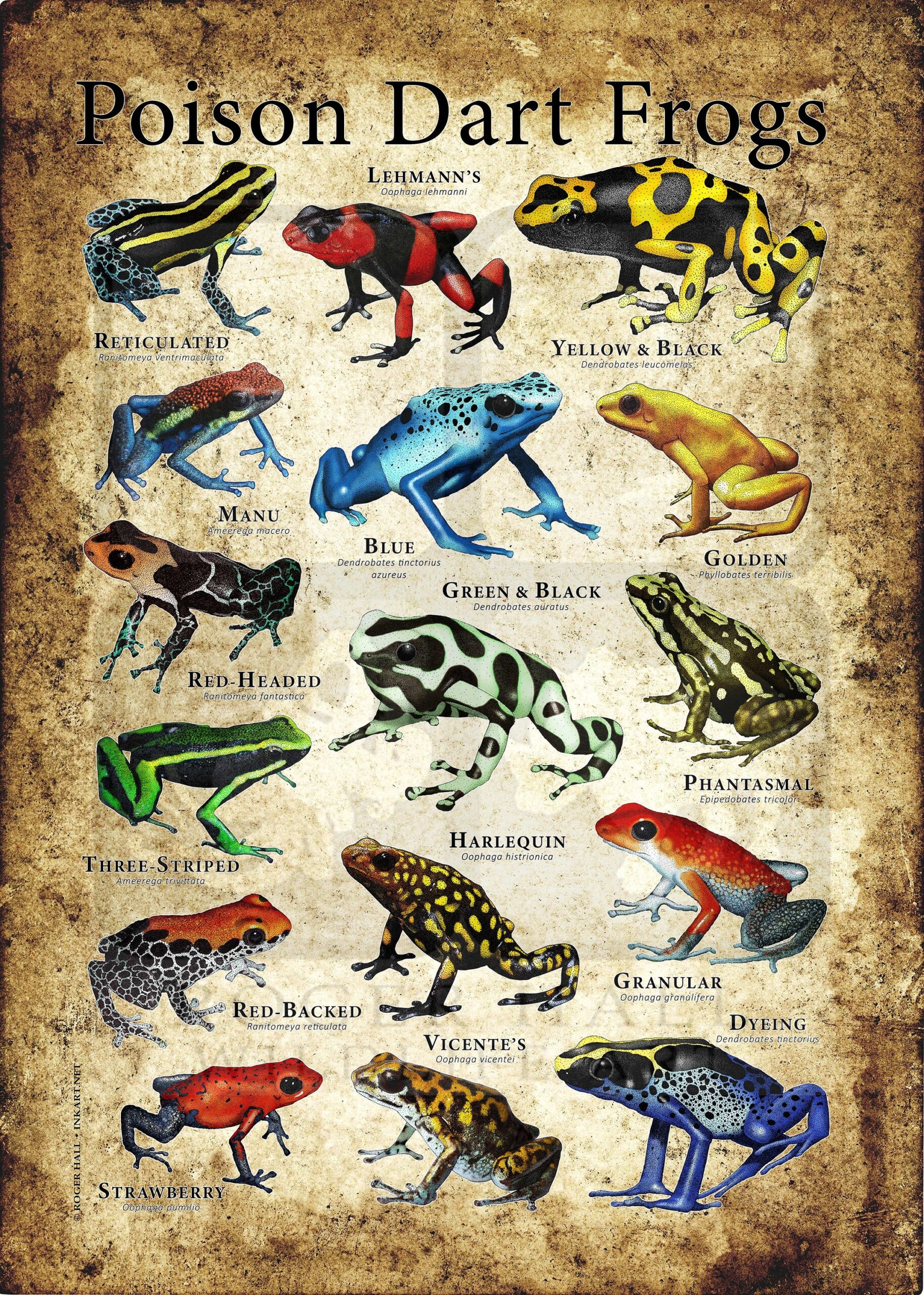Buy Poison Dart Frogs Poster Print SIGNED BY ARTIST Online In India Etsy