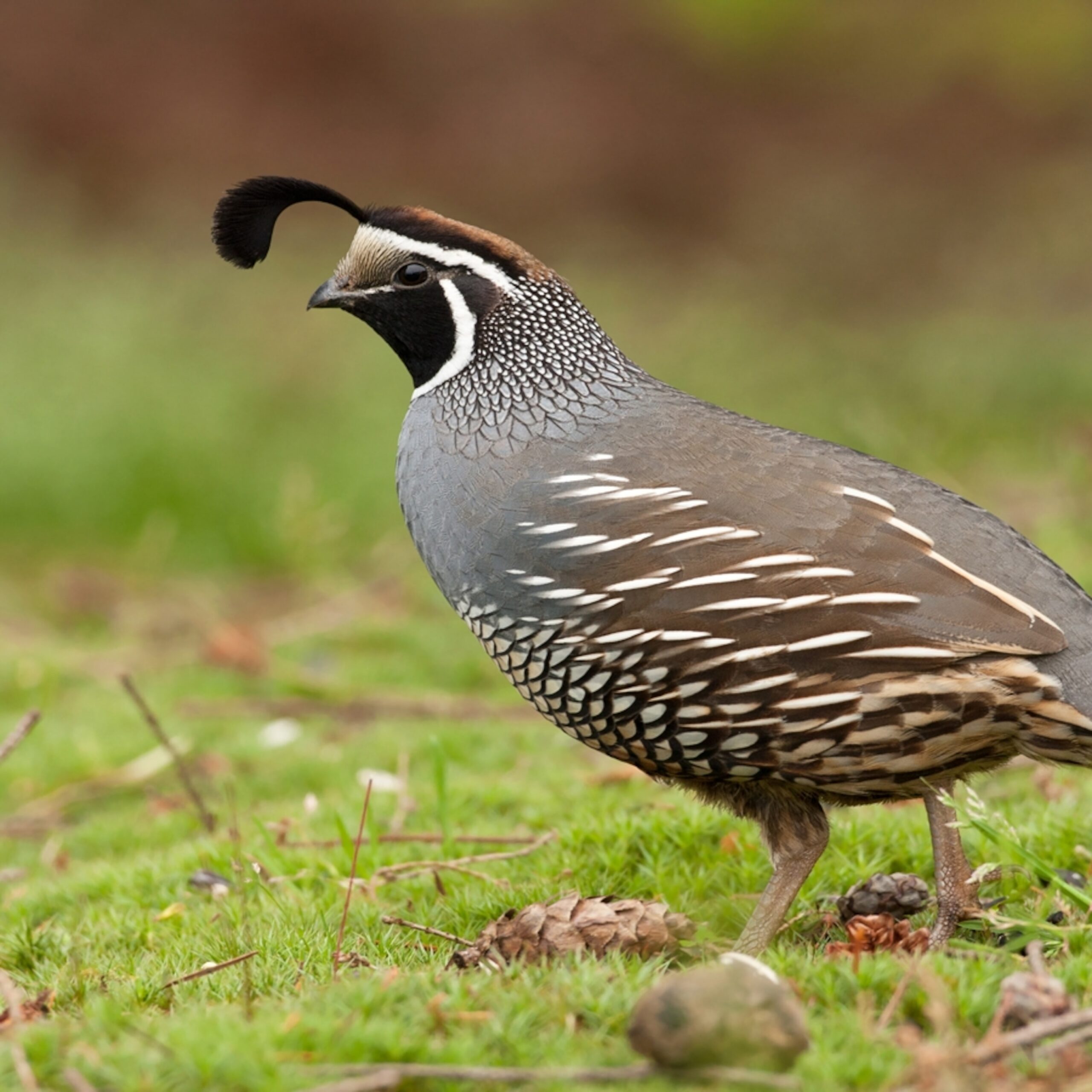 California Quail National Geographic Kids California Quail National Geographic Kids