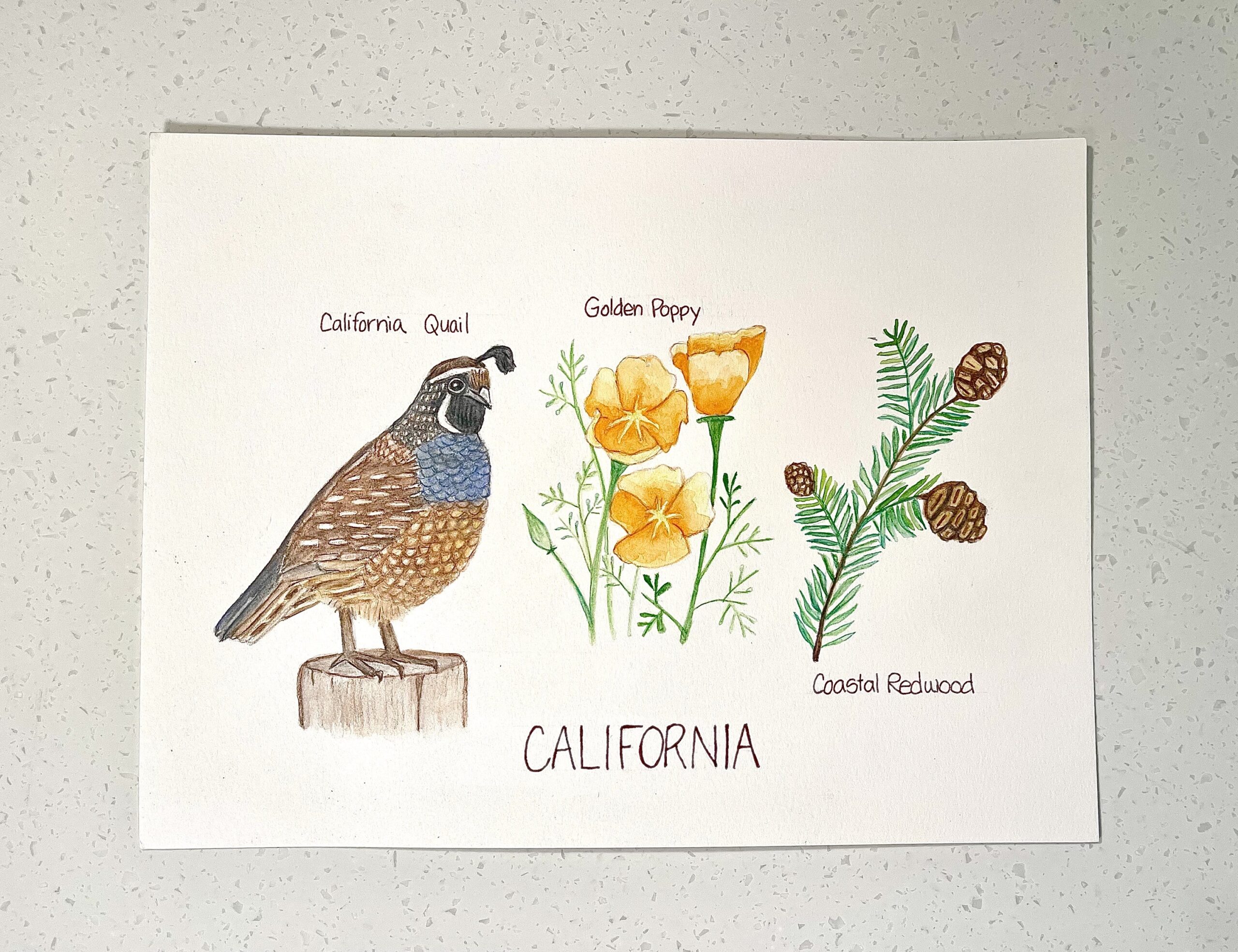 California State Bird Flower Tree Original Watercolor Painting California State Bird Flower Tree Original Watercolor Painting