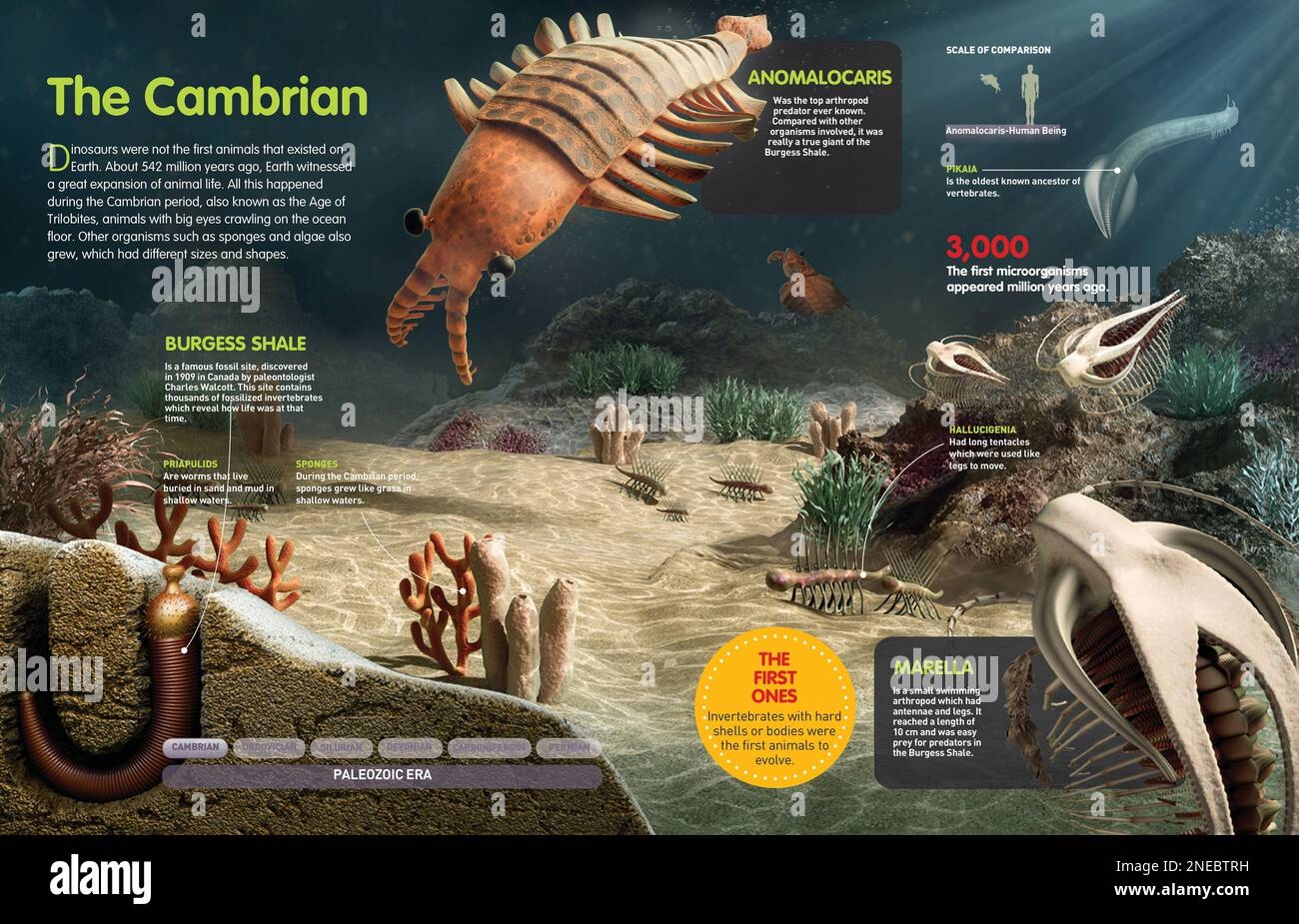 Cambrian Period Hi res Stock Photography And Images Alamy