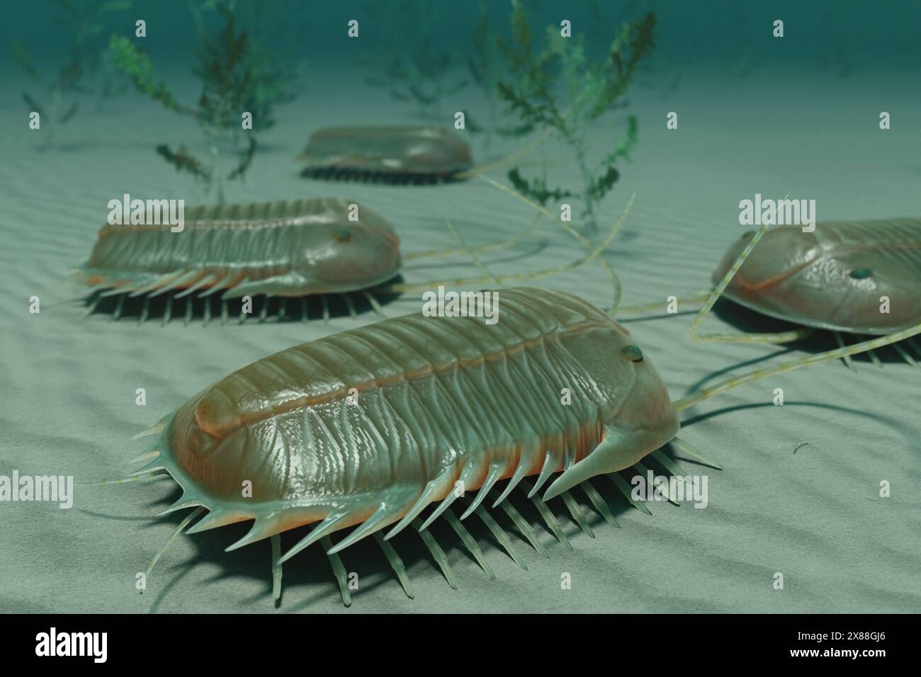Cambrian Period Illustration Hi res Stock Photography And Images Alamy
