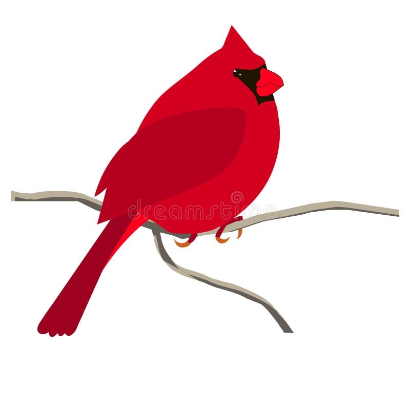 Cardinal Coloring Stock Illustrations 237 Cardinal Coloring 
