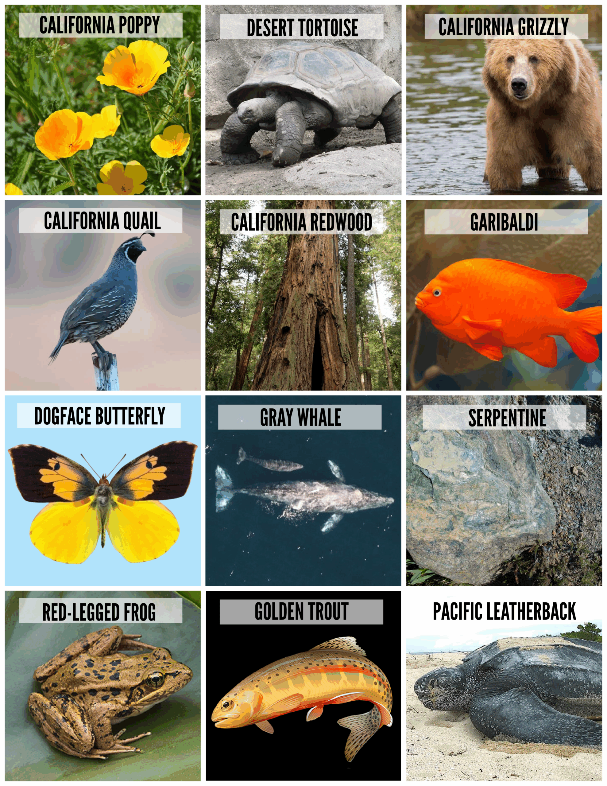 printable california state bird printable california state bird