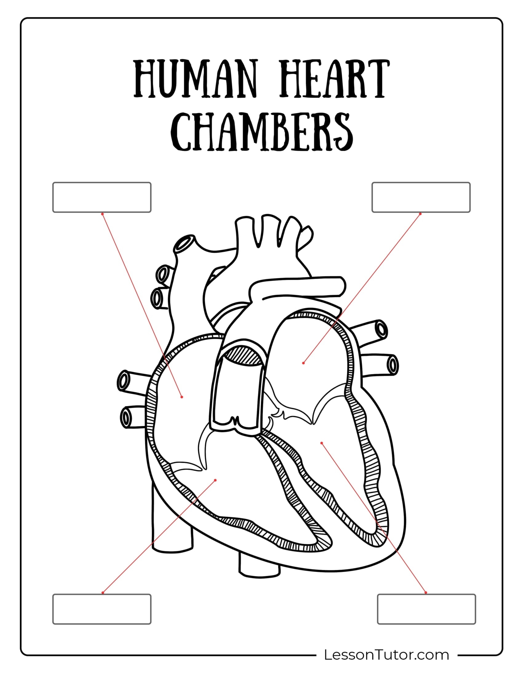 Circulatory Worksheets Free Coloring Pages PDF Printables And 