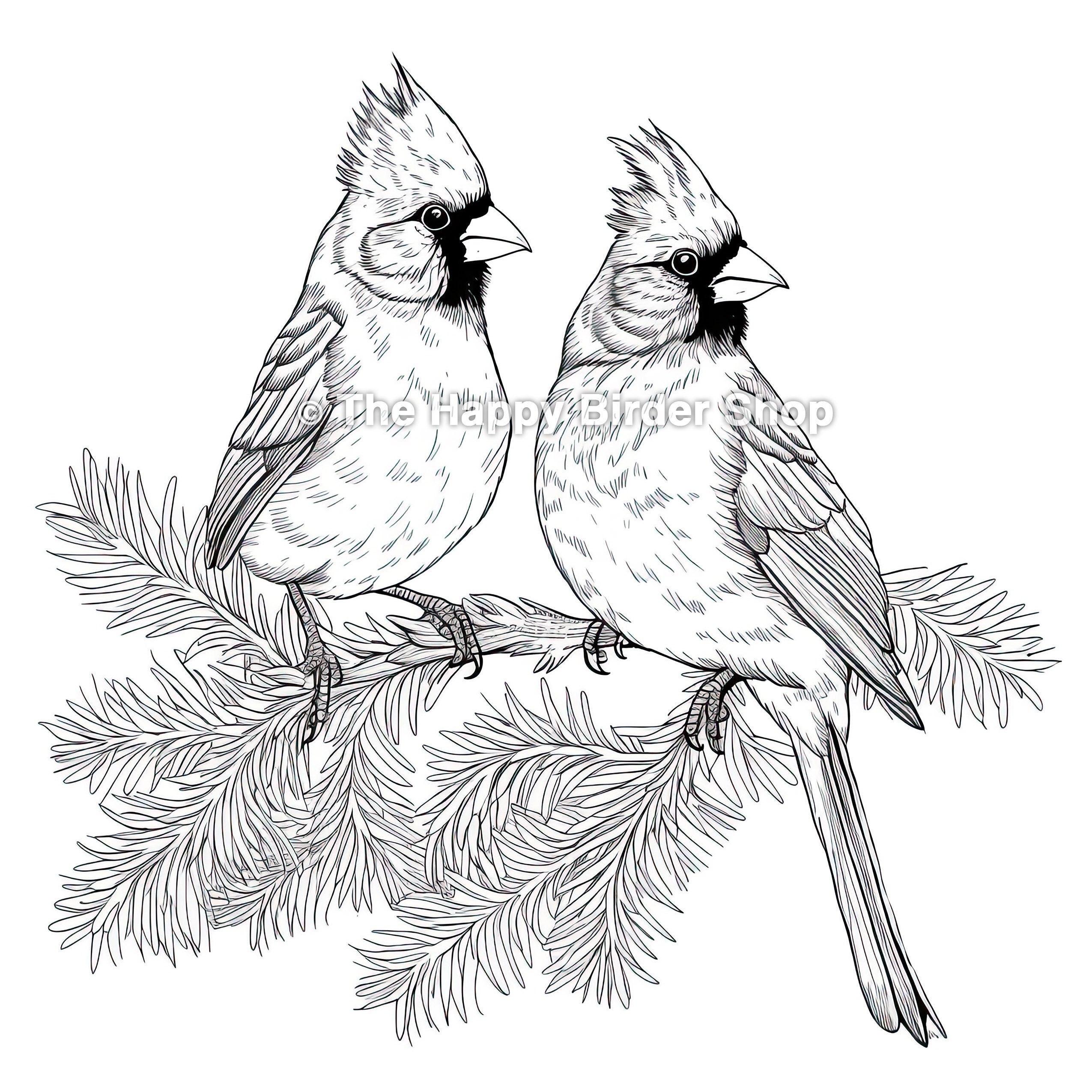 Coloring Page Northern Cardinal Printable Bird Art Coloring Book Page Bird Gift Colouring Sheet Adult Nature