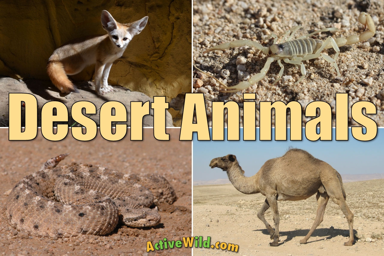 Desert Animals List With Pictures U0026 Amazing Facts