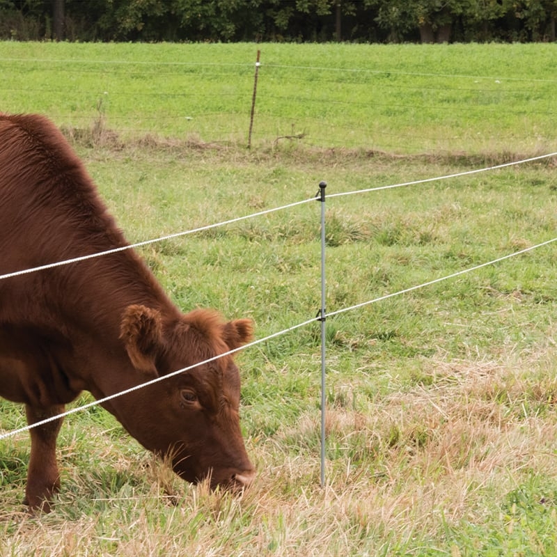 Electric Fence And Netting For Cattle Premier1Supplies