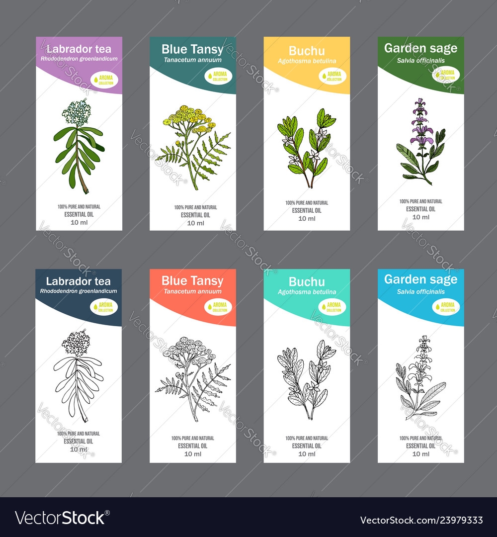Essential Oil Labels Botanical Set Royalty Free Vector