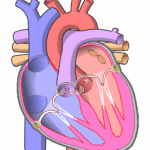 File Diagram Of The Human Heart no Labels svg Wikimedia Commons