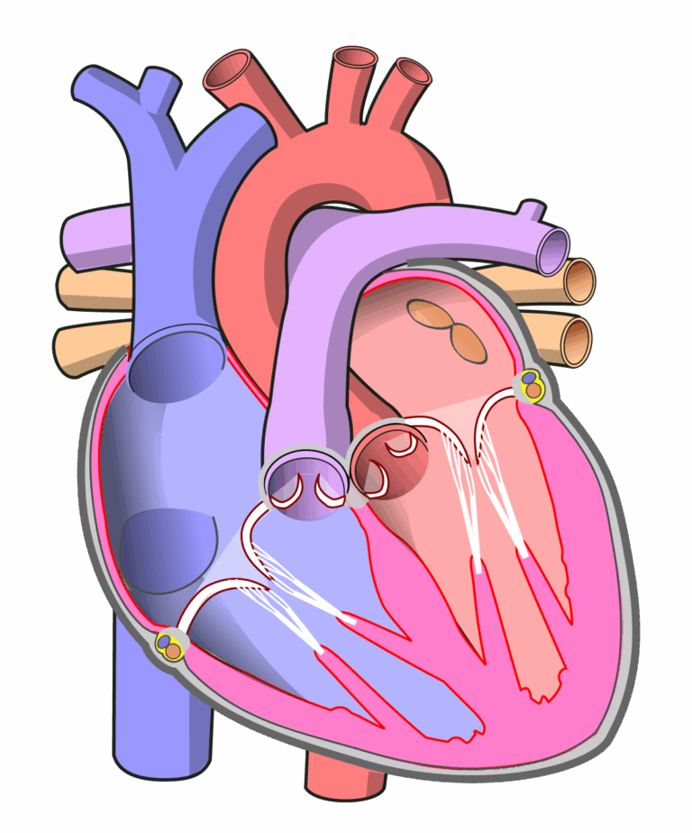 File Diagram Of The Human Heart no Labels svg Wikimedia Commons