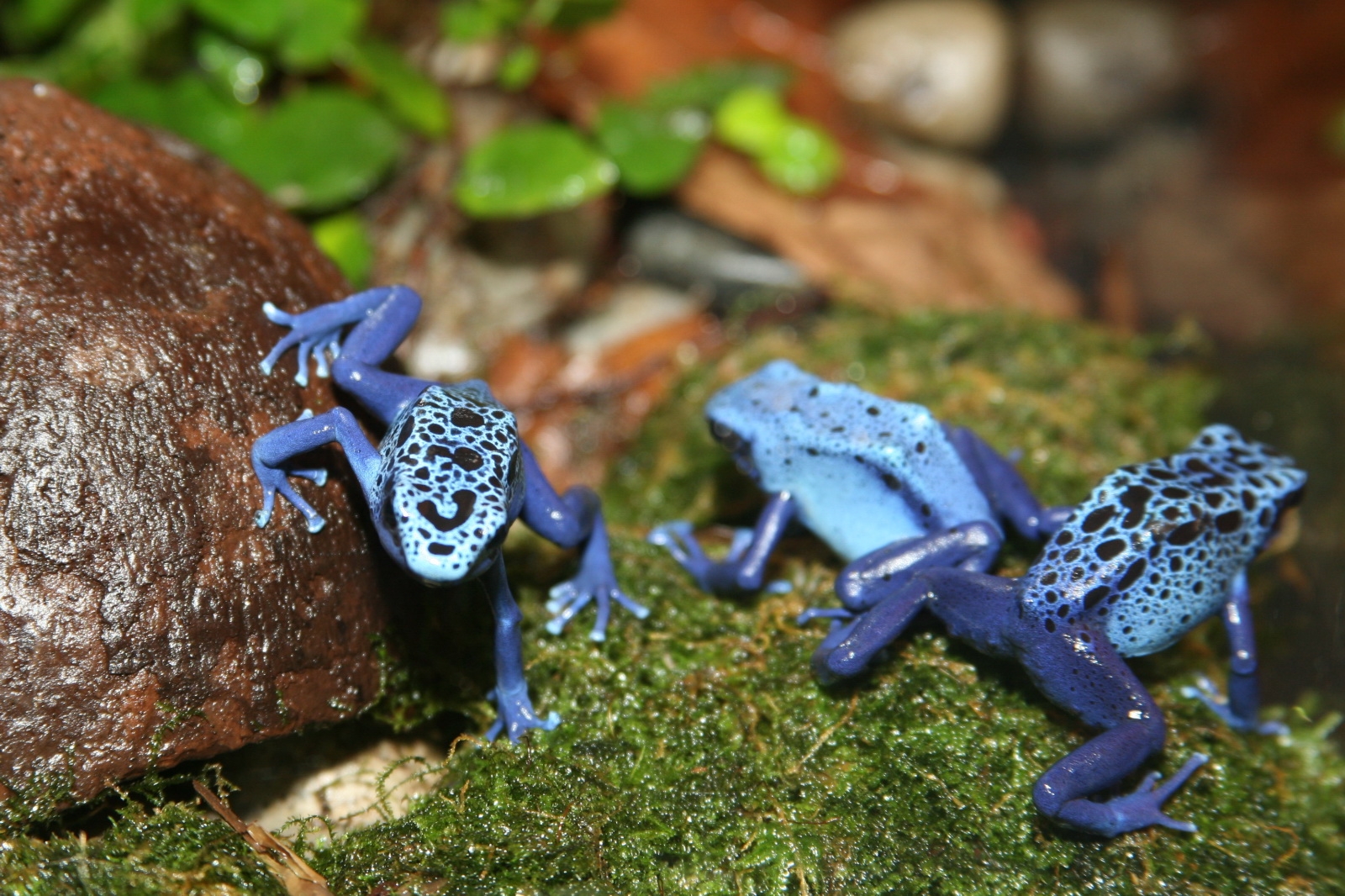 File Poison Dart Frog Dendrobates Azureus 2 jpg Wikimedia Commons
