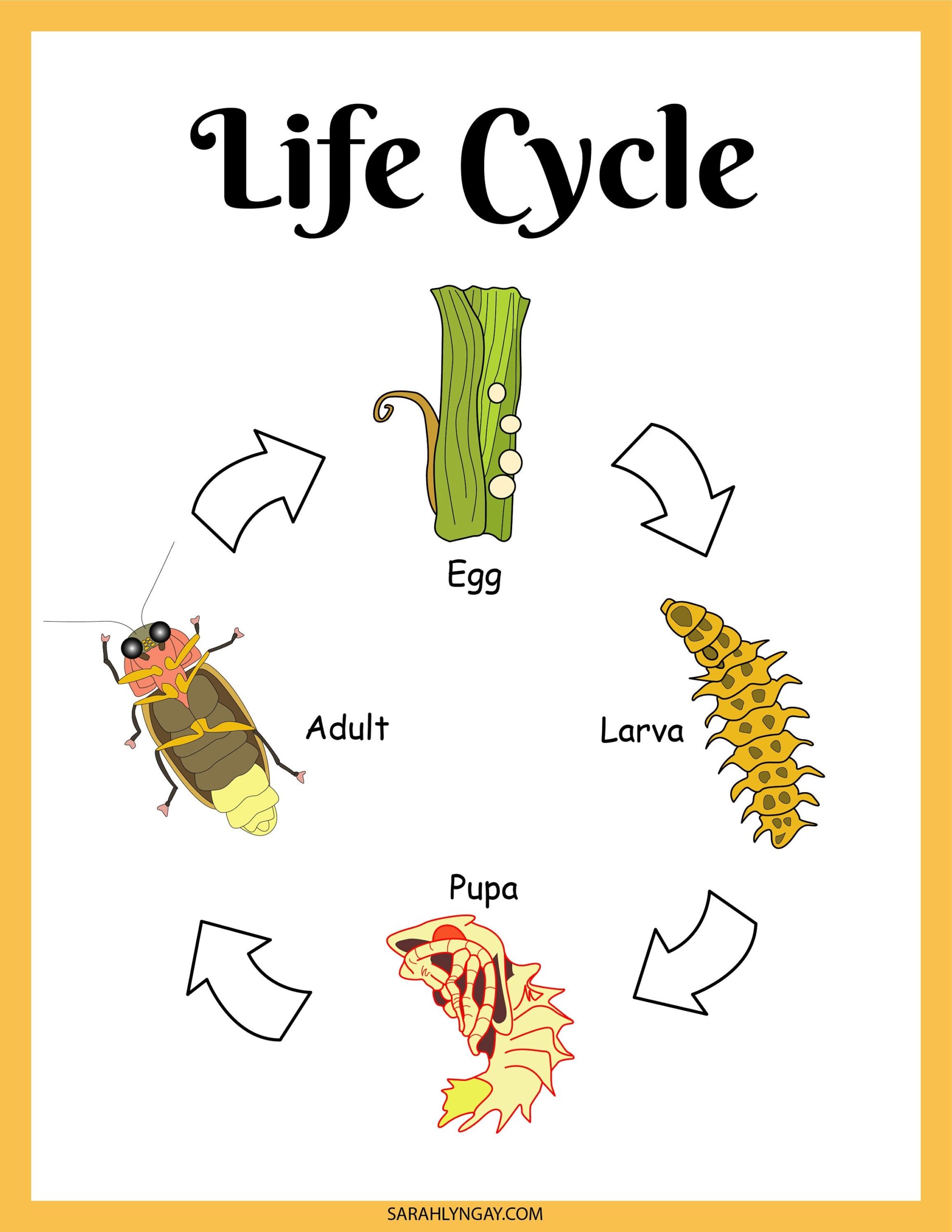 Firefly Lifecycle Activity Set Fireflies Digital Download 