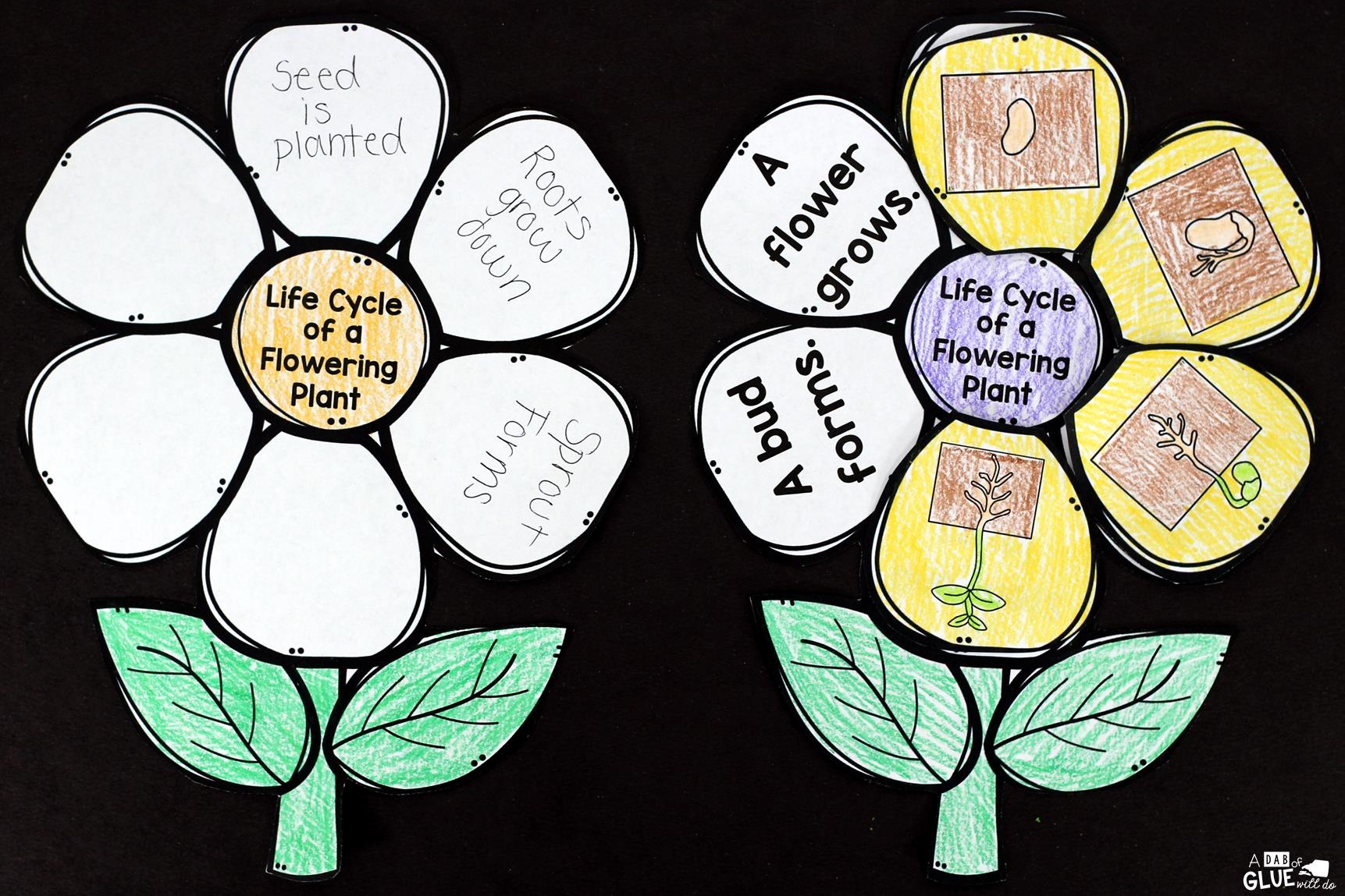 Flowering Plant Life Cycle Craftivity 