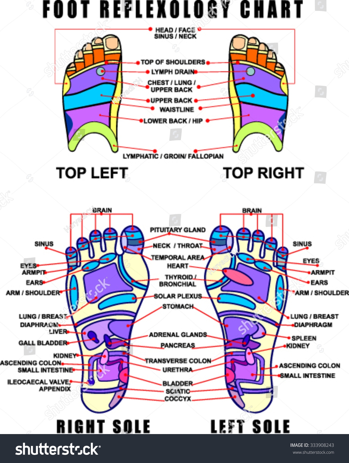 free foot reflexology chart printable