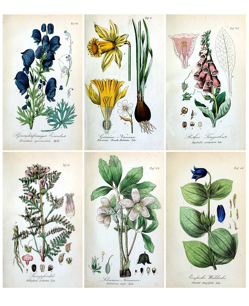 Free Floral Journal Printables The Art Scavenger