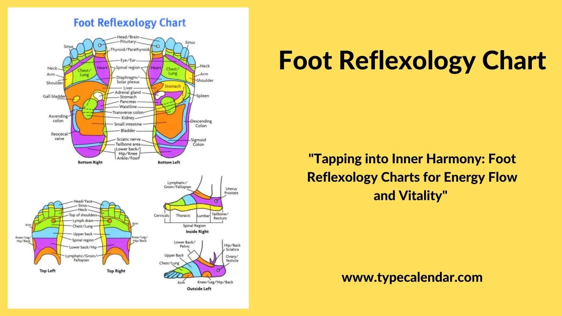 Free Printable Foot Reflexology Chart Left U0026 Right Female Baby Real