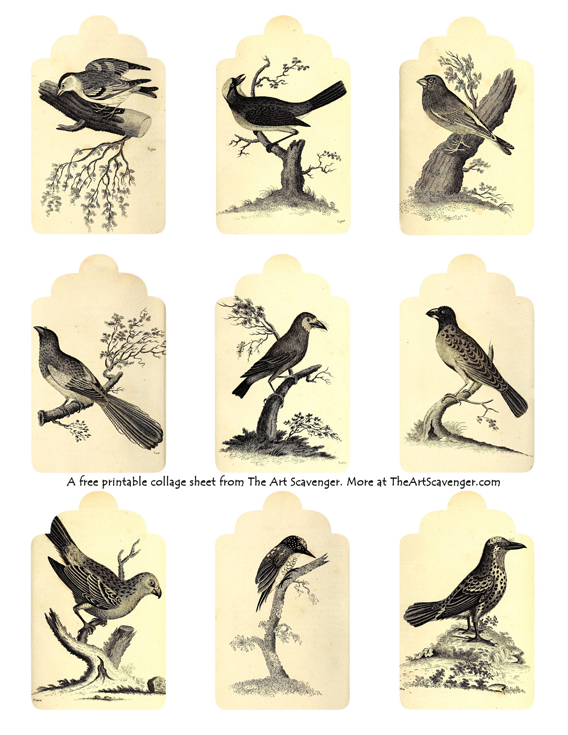 Free Printable Vintage Bird Illustration Collage Sheets The Art Scavenger Free Printable Vintage Bird Illustration Collage Sheets The Art Scavenger