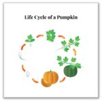 Free Pumpkin Life Cycle Printable