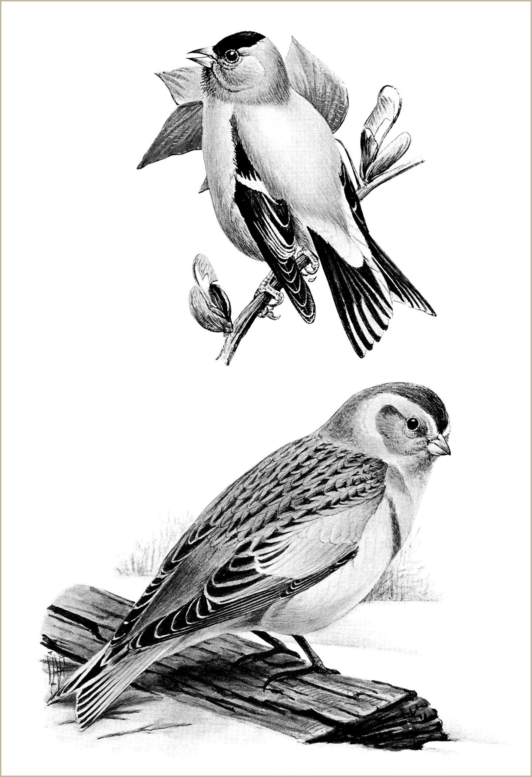 free printable vintage bird prints free printable vintage bird prints