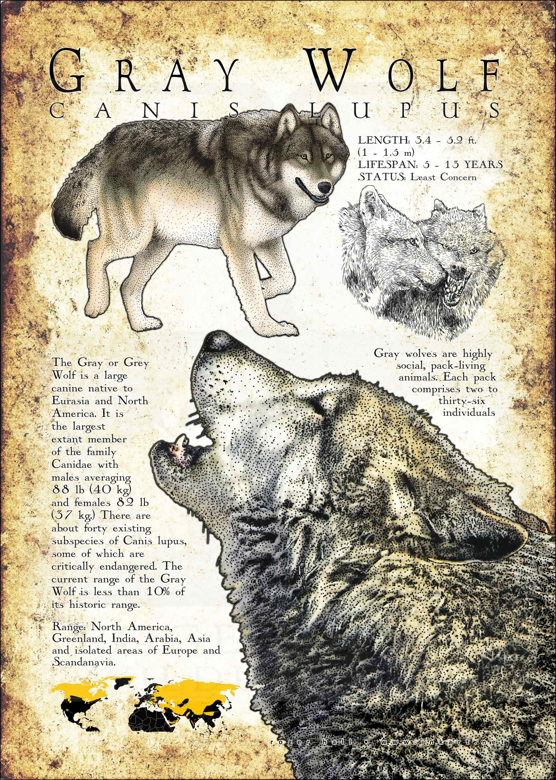 Grey Wolf Poster Print Infographic