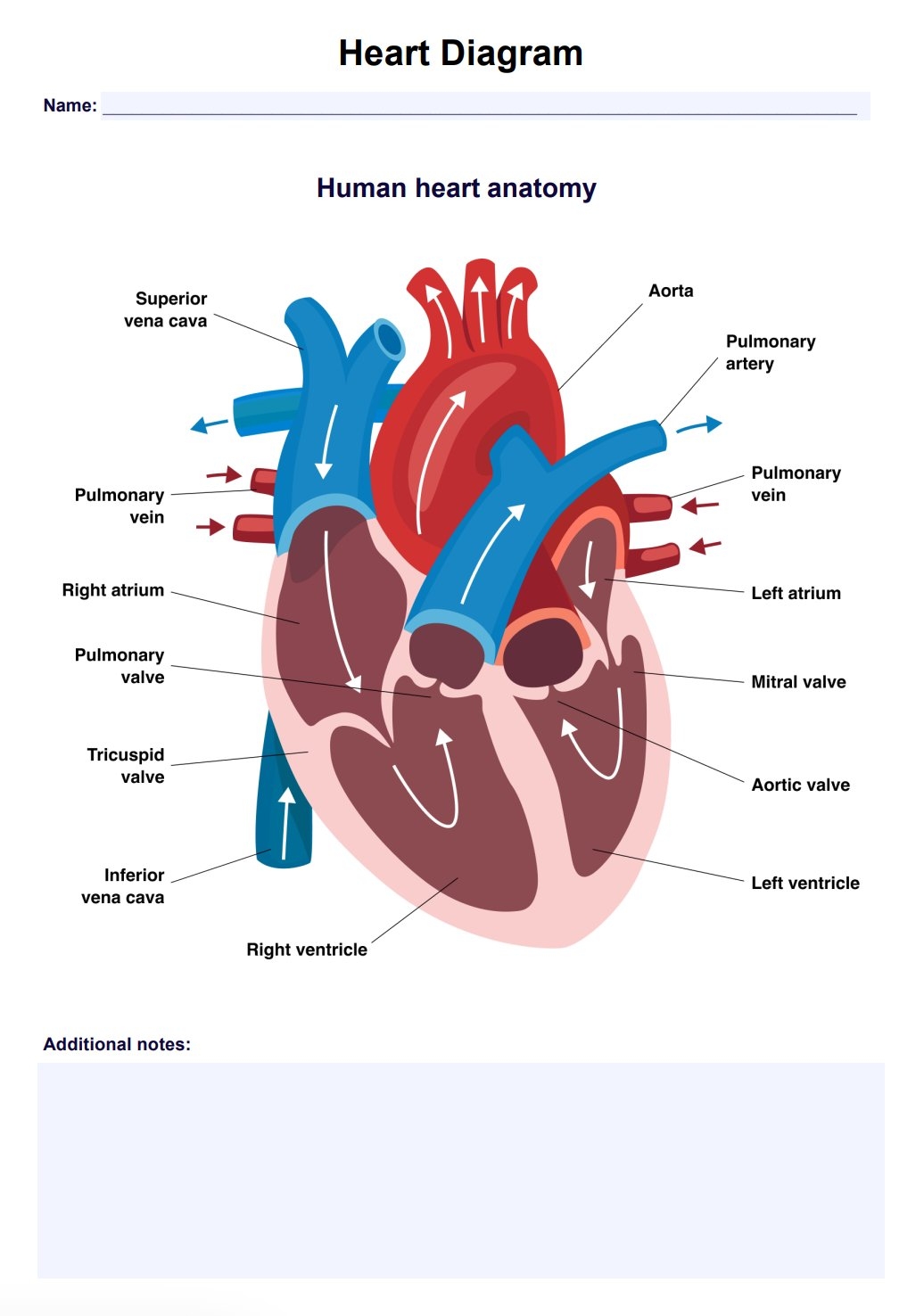 Heart Diagram U0026 Example Free PDF Download