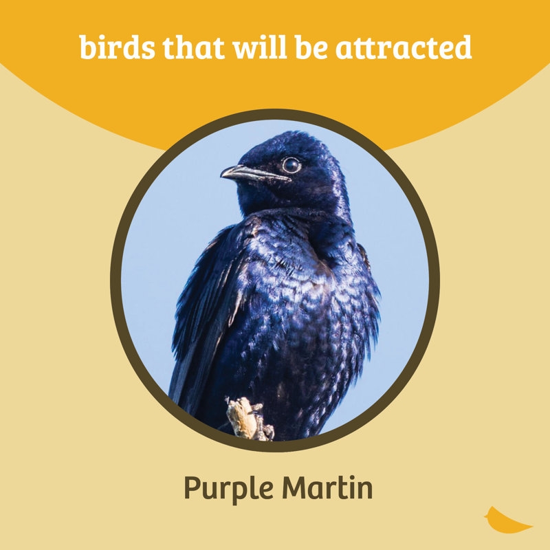 Heavy Duty Free Printable Purple Martin Bird House Plans Purple Martin Entrance Hole