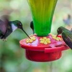 Homemade Hummingbird Feeder Recipe