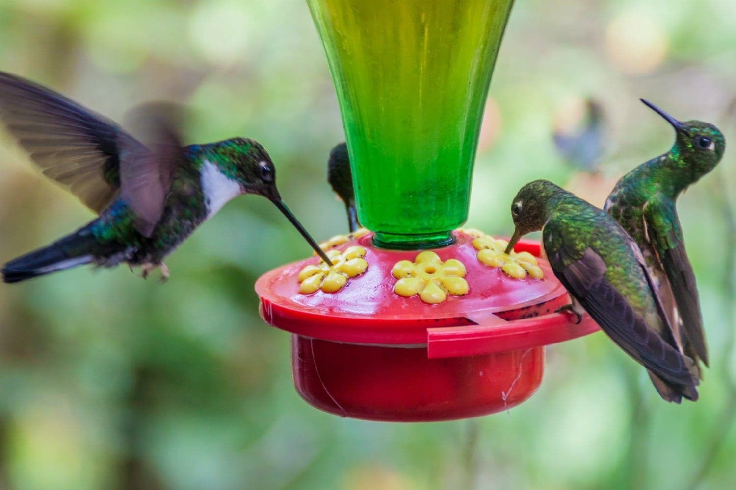 Homemade Hummingbird Feeder Recipe