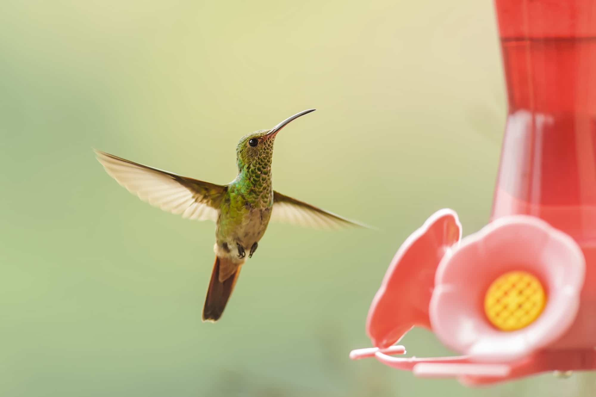 Homemade Hummingbird Food Recipe Single Girl s DIY